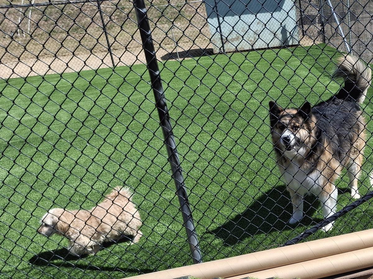 Natural 131 artificial grass: Dog run turf on a rural property, installed by Synthetic Grass Techs in Yucaipa