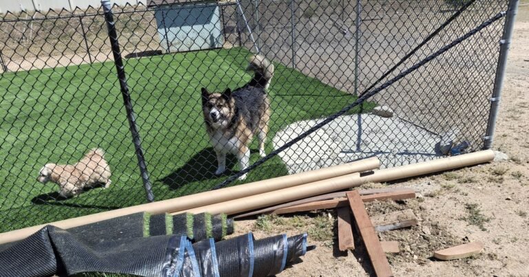 Two dogs on new artificial grass inside a backyard dog run
