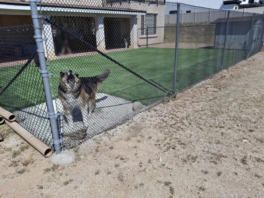 Dog standing on new pet turf in a dog run
